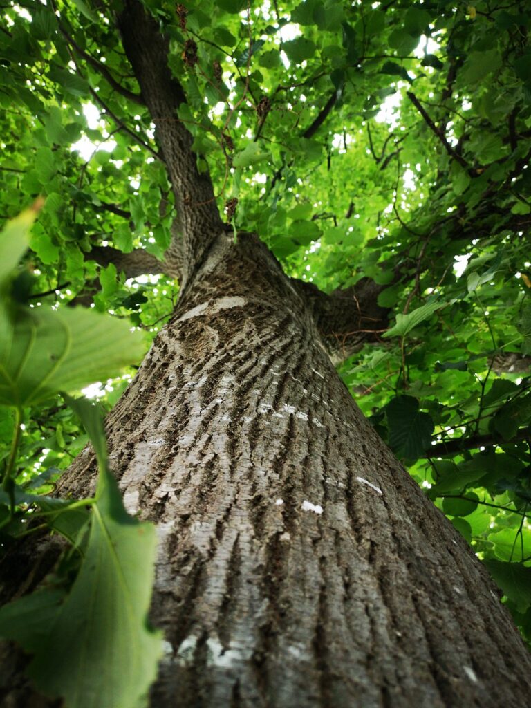 tree, leaves, foliage